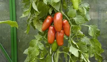Solanum lycopersicum 'San Marzano'