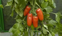 Solanum lycopersicum 'San Marzano'
