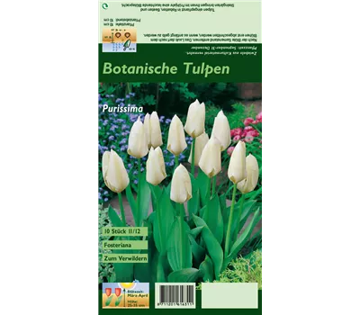 Garten-Tulpe 'Purissima' Garten-Tulpe 'Purissima'
