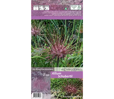 Schuberts Zier-Lauch Schuberts Zier-Lauch