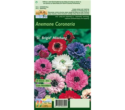 Anemone 'St Brigid' Anemone 'St Brigid'