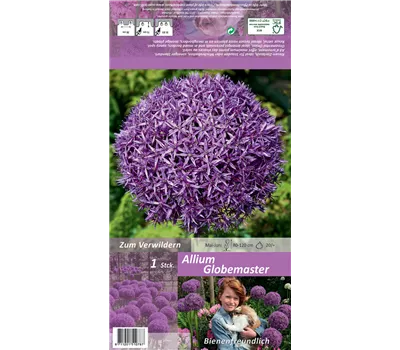 Garten-Zierlauch 'Globemaster' Garten-Zierlauch 'Globemaster'