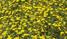 Tagetes tenuifolia 'Lulu'