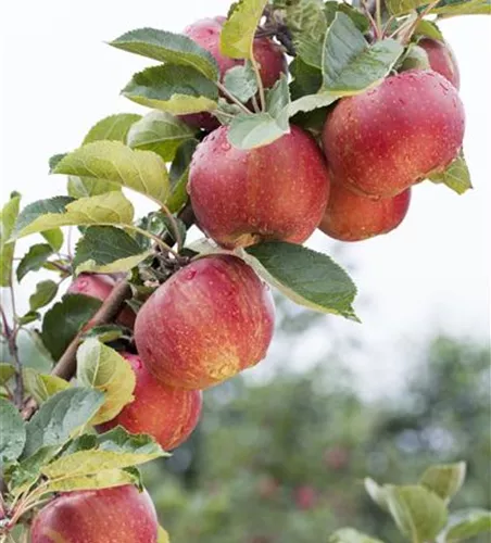 Malus 'Schöner von Boskoop' zert.vf