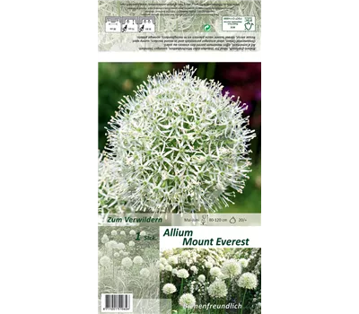 Garten-Zier-Lauch 'Mount Everest' Garten-Zier-Lauch 'Mount Everest'