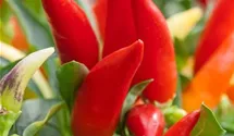 Capsicum annuum 'Etna'