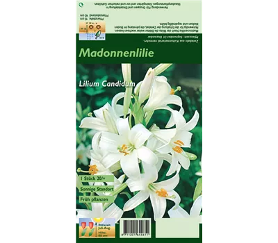 Madonnen-Lilie Madonnen-Lilie