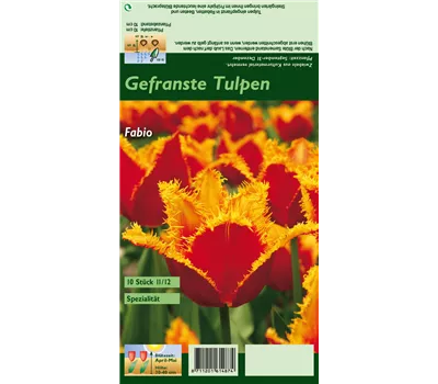 Gefranste Tulpe 'Fabio' Gefranste Tulpe 'Fabio'