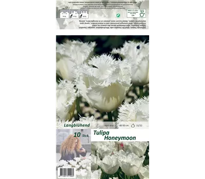 Gefranste Tulpe 'Honeymoon' Gefranste Tulpe 'Honeymoon'