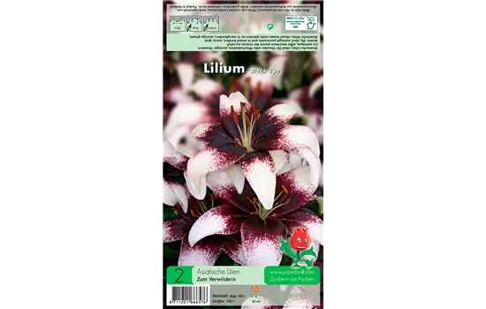 Asiatische Lilie 'Black Eye'