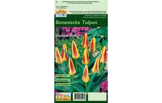 Seerosen-Tulpe 'Giuseppe Verdi'