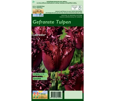 Gefranste Tulpe 'Labrador' Gefranste Tulpe 'Labrador'