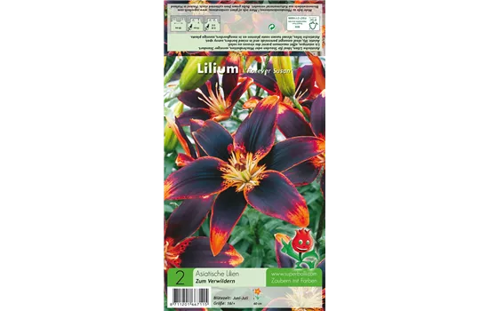 Asiatische Lilie 'Forever Susan'®
