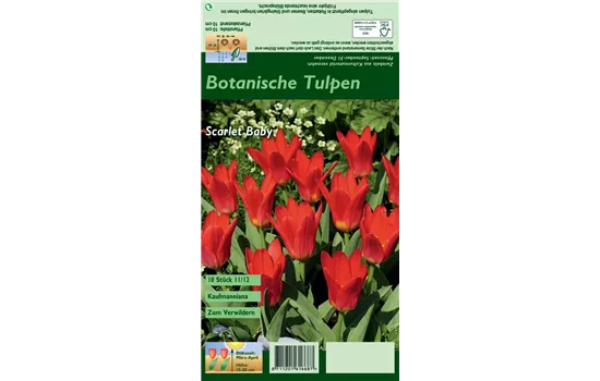 Seerosen-Tulpe 'Scarlet Baby'