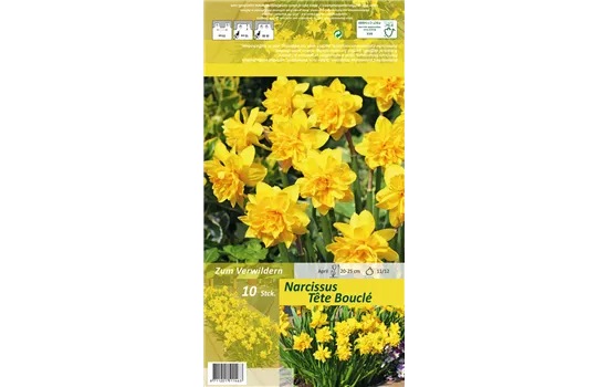 Alpenveilchenartige Garten-Narzisse