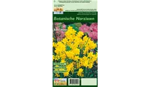 Blumenzwiebel Set 'Sunny Sea'