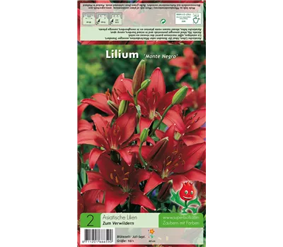 Asiatische Lilie 'Monte Negro' Asiatische Lilie 'Monte Negro'