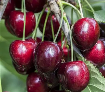 Prunus av.'Kordia' CAC Prunus av.'Kordia' CAC