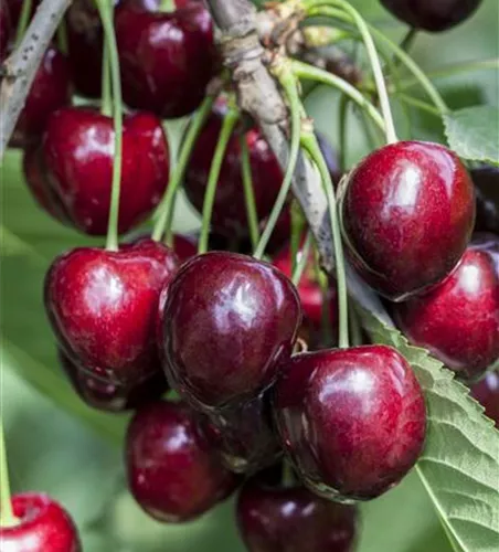 Prunus av.'Kordia' zert.