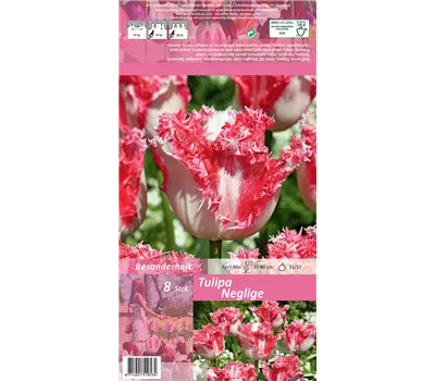 Gefranste Tulpe 'Neglige' Gefranste Tulpe 'Neglige'