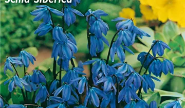 Scilla siberica