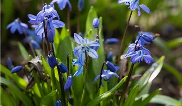 Scilla siberica