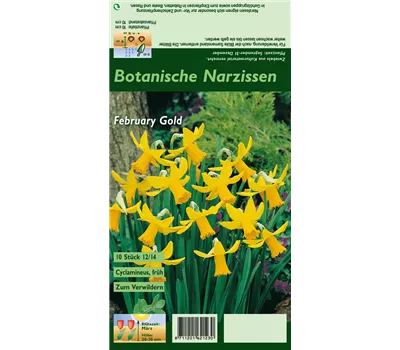 Alpenveilchenartige Garten-Narzisse 'February Gold' Alpenveilchenartige Garten-Narzisse 'February Gold'