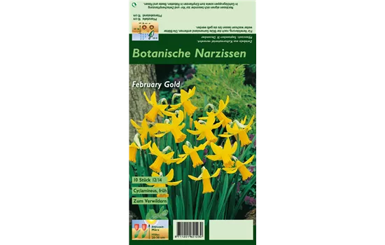 Alpenveilchenartige Garten-Narzisse 'February Gold'