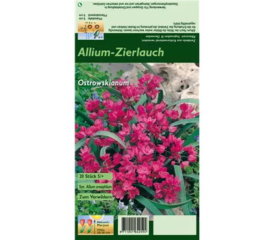 Asiatischer Berglauch Asiatischer Berglauch