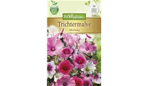 Malope trifida