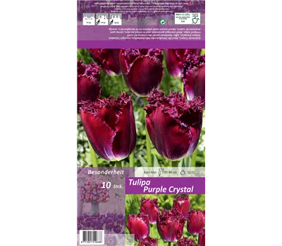 Gefranste Tulpe 'Purple Crystal' Gefranste Tulpe 'Purple Crystal'