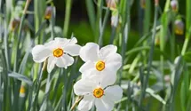 Narcissus, botanisch