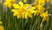 Narcissus, botanisch