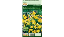 Narcissus, botanisch