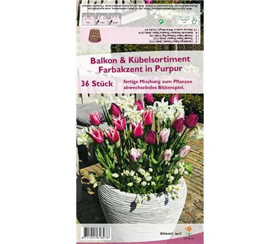 Balkon-& Kübelsortiment 'Farbakzent in Purpur' Balkon-& Kübelsortiment 'Farbakzent in Purpur'