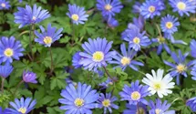 Anemone blanda