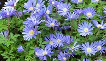 Anemone blanda