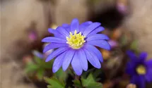 Anemone blanda