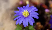 Anemone blanda