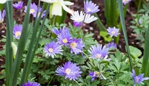 Anemone blanda