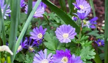 Anemone blanda