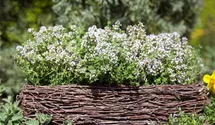Thymus vulgaris