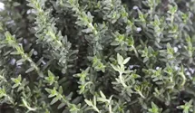 Thymus vulgaris