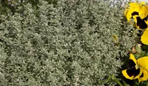 Thymus vulgaris