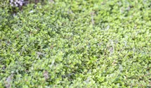 Thymus vulgaris