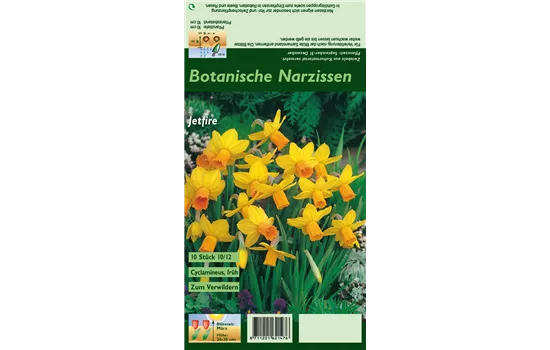 Alpenveilchenartige Garten-Narzisse 'Jetfire'