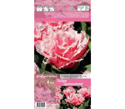 Gefranste Tulpe 'Queensland' Gefranste Tulpe 'Queensland'
