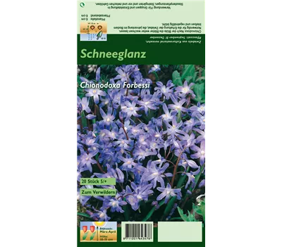 Schneeglanz Schneeglanz