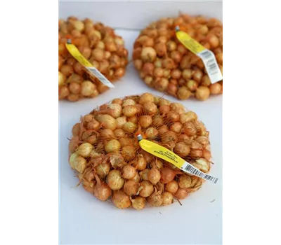 Speisezwiebel 'Radar' Speisezwiebel 'Radar'