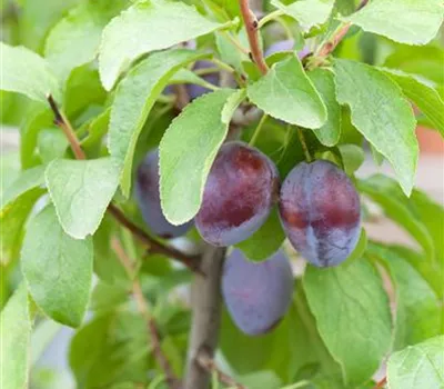 Prunus dom.'Hanita' -S- CAC